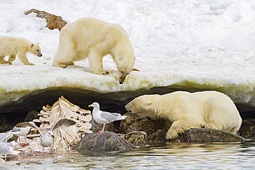 Mother polar bear, Ursus maritimus, and her cub-of-year disputing and then allowing a male bear to feed on a fin whale.