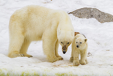 Mother polar bear, Ursus maritimus, with cub of the year in Holmabukta in the Svalbard Archipelago, Norway.