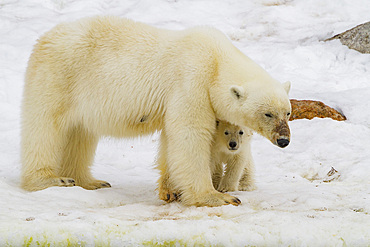 Mother polar bear, Ursus maritimus, with cub of the year in Holmabukta in the Svalbard Archipelago, Norway.