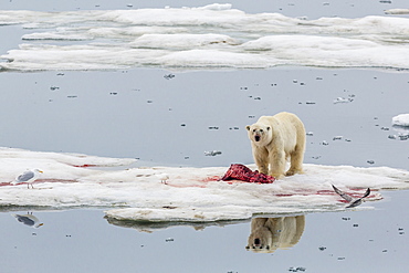 Adult polar bear (Ursus maritimus) on a seal kill in Olgastretet off Barentsoya, Svalbard, Norway, Scandinavia, Europe