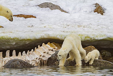 2 mother polar bears (Ursus maritimus) with cubs-of-year watch a male bear feeding on a fin whale carcass in Svalbard, Norway.