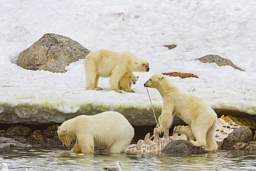 2 mother polar bears (Ursus maritimus) with cubs-of-year watch a male bear feeding on a fin whale carcass in Svalbard, Norway.