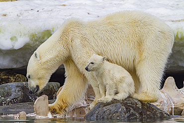 Mother polar bears (Ursus maritimus) with cub-of-year feeding near a fin whale carcass in Svalbard, Norway.