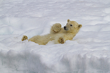 Polar bear, Ursus maritimus, COY (cub-of-year) playing in the snow in Holmabukta in the Svalbard Archipelago, Norway.