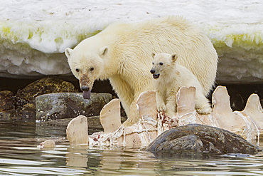 A mother polar bear, Ursus maritimus, with cub-of-year feeding on a fin whale carcass in Holmabukta, Svalbard, Norway.