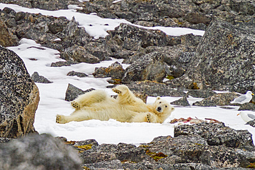 An adult polar bear (Ursus maritimus) guarding a caribou kill in Holmabukta in the Svalbard Archipelago, Norway