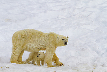 Mother polar bear, Ursus maritimus, with cub-of-year in Holmabukta in the Svalbard Archipelago, Norway.