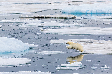 Mother polar bear (Ursus maritimus) leaping from ice floe to ice floe in Olgastretet off Barentsoya, Svalbard, Norway, Scandinavia, Europe