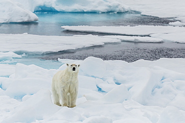 Young adult polar bear (Ursus maritimus) on ice in Hinlopen Strait, Svalbard, Norway, Scandinavia, Europe