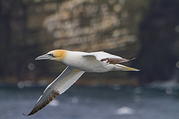 Northern gannet, Morus bassanas, on the wing at the cliffs of Noss in the Shetland Islands, Scotland, North Atlantic Ocean.