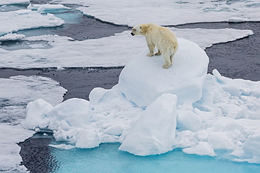 Young adult polar bear (Ursus maritimus) on ice in Hinlopen Strait, Svalbard, Norway, Scandinavia, Europe