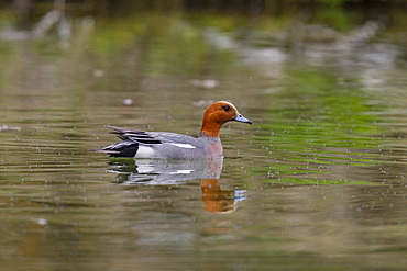 Adult Eurasian Wigeon, Anas penelope, in breeding plumage on Lake Myvatn, Iceland.