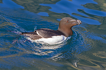 Adult razorbill, Alca torda, along the coast of Iceland, North Atlantic Ocean.