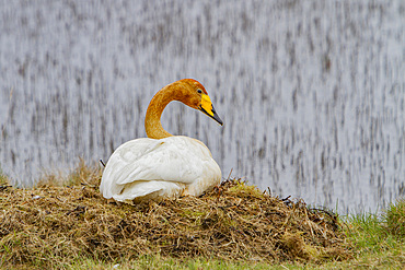 Adult whooper swan, Cygnus cygnus, pair on nest near Lake Myvatn, Iceland.