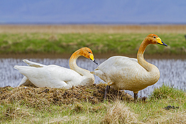 Adult whooper swan, Cygnus cygnus, pair on nest near Lake Myvatn, Iceland.