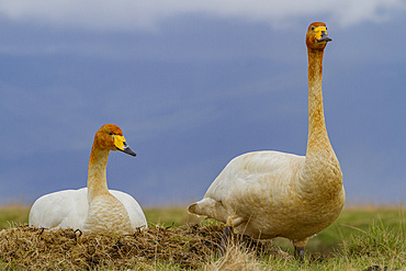 Adult whooper swan, Cygnus cygnus, pair on nest near Lake Myvatn, Iceland.