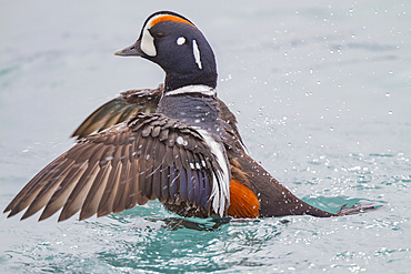 Adult harlequin duck, Histrionicus histrionicus, in full breeding plumage in the calm waters of Lake Myvatn, Iceland.