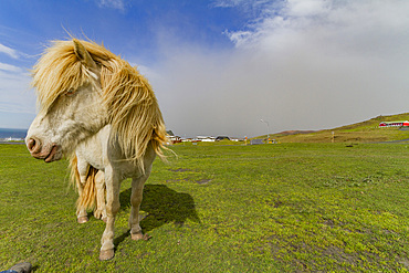 Icelandic ponies on Heimaey Island, Iceland