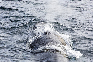 Adult fin whale (Balaenoptera physalus) surfacing near Gosbergkilen, Spitsbergen, Svalbard, Norway, Scandinavia, Europe