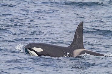 A group of at least 8 killer whales, Orcinus orca, surfacing off the coast of the island of Surtsey, southern Iceland.