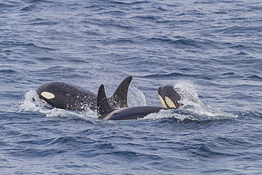 A group of at least 8 killer whales, Orcinus orca, surfacing off the coast of the island of Surtsey, southern Iceland.