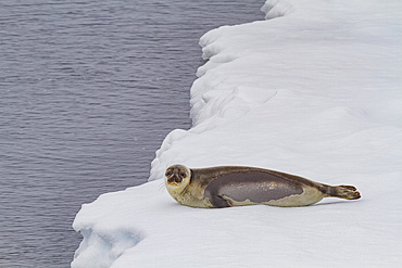 Harp seal, Pagophilus groenlandicus, hauled out on the pack-ice in between Iceland and Greenland in the Denmark Strait.