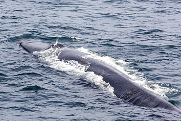 Adult fin whale (Balaenoptera physalus) surfacing near Gosbergkilen, Spitsbergen, Svalbard, Norway, Scandinavia, Europe