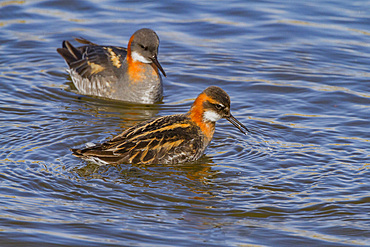 Adult red-necked phalaropes, Phalaropus lobatus, in breeding plumage on Flatey Island in Iceland.