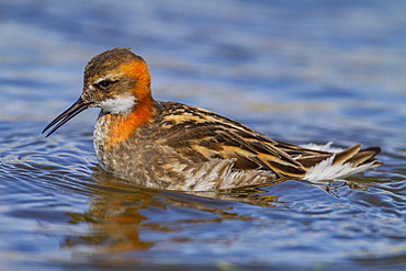 Adult red-necked phalarope, Phalaropus lobatus, in breeding plumage on Flatey Island in Iceland.