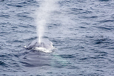 Adult fin whale (Balaenoptera physalus) surfacing near Gosbergkilen, Spitsbergen, Svalbard, Norway, Scandinavia, Europe