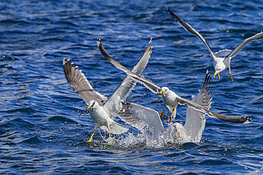 Gull feeding frenzy on baitball off Fugloy Island in the Faroe Islands, Denmark, North Atlantic Ocean.