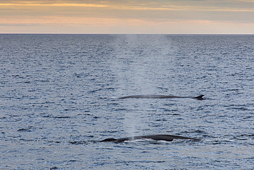 Adult fin whales (Balaenoptera physalus) surfacing off the west coast of Spitsbergen, Svalbard, Norway, Scandinavia, Europe