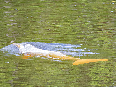 An adult Amazon pink river dolphin, Inia geoffrensis, surfacing in Pahuachiro Creek, Maranon River, Peru.