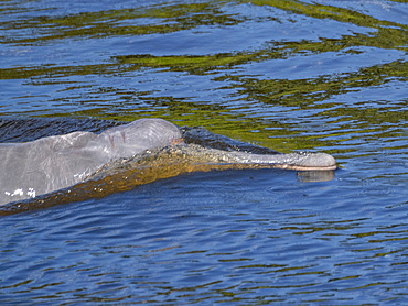 An adult Amazon pink river dolphin, Inia geoffrensis, surfacing in Nauta Creek off the Marañon River, Peru.