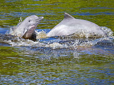 A mother and calf Tucuxi, or gray river dolphin, Sotalia fluviatilis, surfacing on Nauta Creek, Marañon River, Peru.