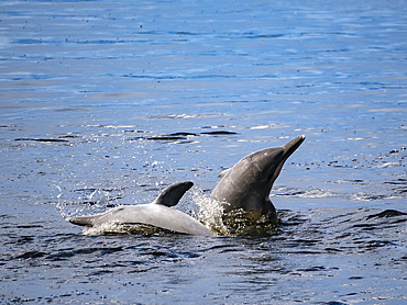 Two juvenile Tucuxi, or gray river dolphin, Sotalia fluviatilis, at play on Nauta Creek, Marañon River, Peru.