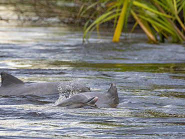 A small pod of Tucuxi, or gray river dolphins, Sotalia fluviatilis, surfacing on Nauta Creek, Marañon River, Peru.