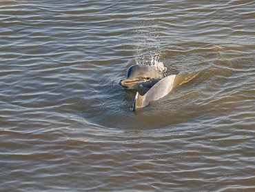 A mother and calf Tucuxi, or gray river dolphin, Sotalia fluviatilis, surfacing on Clavero Lake, Peru.