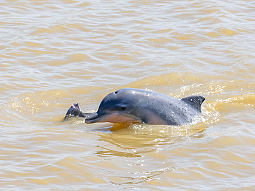 A mother and calf Tucuxi, or gray river dolphin, Sotalia fluviatilis, surfacing on Clavero Lake, Peru.