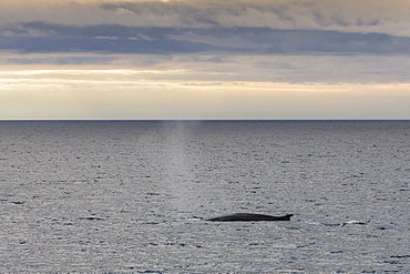 Adult fin whale (Balaenoptera physalus) surfacing off the west coast of Spitsbergen, Svalbard, Norway, Scandinavia, Europe