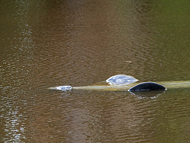 A captive adult Amazonian Manatee, Trichechus inunguis, surfacing at the Dallas Manatee Rescue Center, Iquitos, Peru.