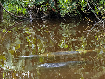 A captive adult Amazonian Manatee, Trichechus inunguis, surfacing at the Dallas Manatee Rescue Center, Iquitos, Peru.