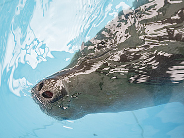 A captive adult Amazonian Manatee, Trichechus inunguis, surfacing at the Dallas Manatee Rescue Center, Iquitos, Peru.