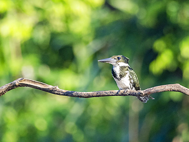 An adult female Amazon kingfisher, Chloroceryle amazona, perched on a tree on Clavero Lake, Peru.