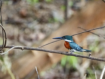 An adult male Amazon kingfisher, Chloroceryle amazona, perched in a tree on El Dorado Creek, Peru.