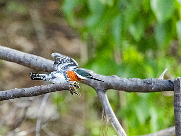 An adult male Amazon kingfisher, Chloroceryle amazona, taking flight from a tree on El Dorado Creek, Peru.