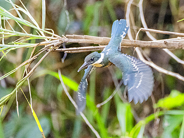 An adult male Amazon kingfisher, Chloroceryle amazona, taking flight from a tree on El Dorado Creek, Peru.