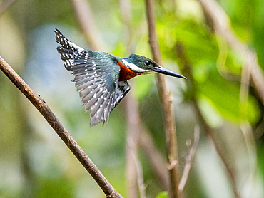 An adult male Amazon kingfisher, Chloroceryle amazona, taking flight from a tree on El Dorado Creek, Peru.