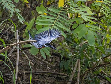 An adult male Amazon kingfisher, Chloroceryle amazona, taking flight from a tree on El Dorado Creek, Peru.