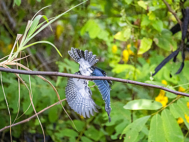 An adult male Amazon kingfisher, Chloroceryle amazona, taking flight from a tree on El Dorado Creek, Peru.